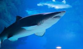 لحظات مثيرة لعملية إنقاذ حوت أحدب