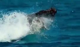 سمكة عملاقة تصطاد طائر الخرشنة بسرعة كبيرة ومهارة عالية

الفيديو: bbcearth