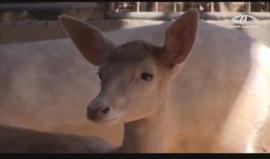 ماجد شراب.. فلسطينيي من غزة يهوى تربية الغزلان ويسعى لإنشاء محمية لها - علاء سلامة