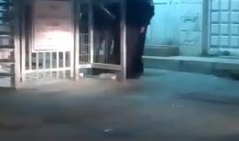 #فيديو لحظة اعتقال الاحتلال الشاب محمد جمال طه 18 عاما في منطقة المسجد الابراهيمي في الخليل مساء أمس أثناء توجهه لأداء صلاة التروايح