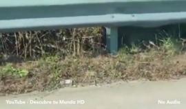 #شاهد: فأرة تنقذ صغيرها من فم أفعى جائعة