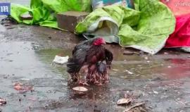 حقق انتشاراً واسعاً.. مقطع فيديو لدجاجة تحمي صغارها من الأمطار الغزيرة شرقي #الهند .