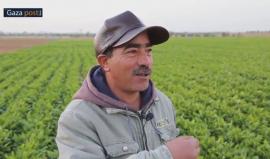 طائرات الرش التابعة للاحتلال تلاحق المزارعين في قوت أطفالهم