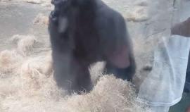 لكمة سريعة من غوريلا .. ماذا لو لم يوجد زجاج عازل ؟