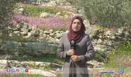 #شاهد | للعام الثالث على التوالي، فلسطين تُحيي يوم البيئة العالمي . 

تقرير: سمية جوابرة