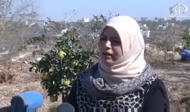 ‫قرية فرخة .. أول قرية بيئية في فلسطين - جيهان عوض