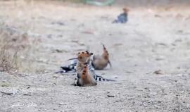 #شاهد من مدينة غزة " طائر الهدهد" 
تصوير شادي سلفيتي