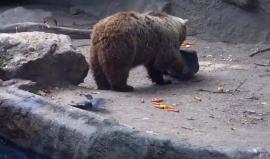 دب ينقذ غراباً من الغرق بعد سقوطه في إحدى البرك في حديقة حيوانات بودابست في #هنغاريا المصدر: Aleksander Medveš