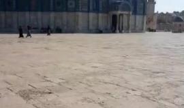 #شاهد #مباشر جولة في المسجد الاقصى المبارك