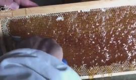 #شاهد جني العسل في قطاع غزة/ تصوير: سامح ابو دية