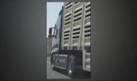 طفل لم يتجاوز عمره 10 اعوام يقود شاحنة من طابقين محملة بالمواشي على طريق سريع في السعودية !