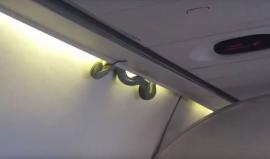 #شاهد ثعبان يثر الرعب على متن طائرة تابعة للخطوط الجوية المكسيكية