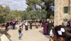 #شاهد فعاليات إحياء ذكرى المولد النبوي في باحات المسجد الأقصى اليوم.
