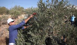 حملة "زيتوننا وطننا" تساعد أهالي بورين في قطف الزيتون - مريم الحاج موسى