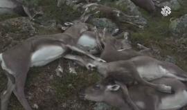 الصواعق تقتل نحو 300 من حيوانات #الرنة في #النرويج