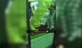 #فيديو أسد يحاول التهام فتاة في الرياض!