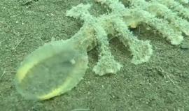 تصوير مخلوق بحري غريب في بحار مقاطعة بالي بإندونسيا