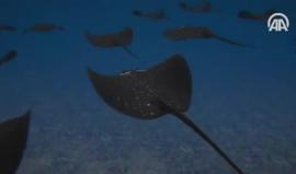 سمك الشبح .. سلاح تتفرد به تركيا لتدمير السفن والغواصات