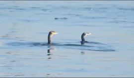 #فيديو الصيد في ميناء غزة 

تصوير: شادي سلفيتي