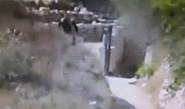 الاحتلال ينشر فيديو قال إنه يوثق لحظة رشق مستوطن بالحجارة من قبل فلسطيني بالخليل