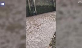 #فيديو آلاف القناديل تحول لون مياه نهر في بريطانيا إلى أرجواني بعد موجة حر