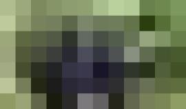 تقضي الغوريلا "فضية الظهر" المهددة بالانقراض معظم وقتها في الأكل للحصول على الطاقة اللازمة لتحريك أجسادها، سميت بذلك لأن ظهورها تكون مغطَّاة بشعرٍ فضي اللون يزداد مع تقدُّمها بالعمر

الفيديو: emily.gosden