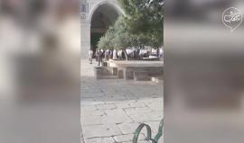 #فيديو 280 مستوطنا يقتحمون المسجد الأقصى المبارك منذ الصباح