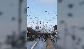 #فيديو آلاف طيور "الزرزور" وسط موجة صقيع كبيرة في مقاطعة نورفك شرق إنجلترا