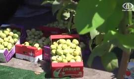 مزارعو الجوافة يشتكون من مشاكل التسويق وانخفاض الأسعار - جهاد بركات