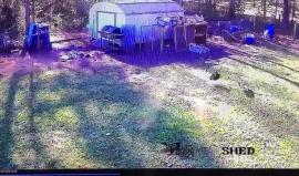 #ترفيه داخل الحظيرة .. بطة شجاعة تنقذ دجاجة من هجوم صقر