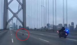 فيديو طريف - الشرطة تُطارد كلب ضال على جسر سان فرانسيسكو  #ترفيه