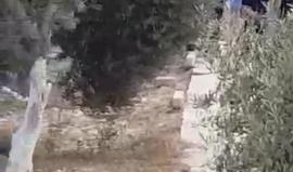 #شاهد مستوطنون يؤدون طقوس تلمودية خلسة في باب الرحمة بالمسجد الاقصى المبارك تحت حماية قوات الاحتلال