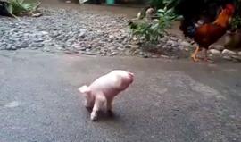 #شاهد خنزير صغير ولد بـ قدمين!