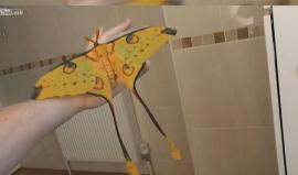 أجمل فراشات العالم .. 

#شاهد فراشة مدغشقر تعيش في الغابات المطيرة في شرق ووسط مدغشقر- افريقيا ويبلغ طول جناحها 140-160 ملم

تعتبر من أجمل الفراشات في العالم وهي تعيش من 2 – 3 أيام فقط .