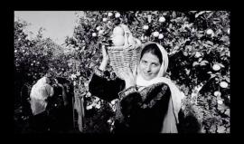 صباح فلسطيني من يافا