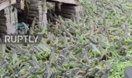 #شاهد أكبر مزرعة للإغوانا في المكسيك