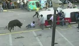 محاولة للإمساك بالثيران الهائجة خلال طقس ديني في #بيرو.