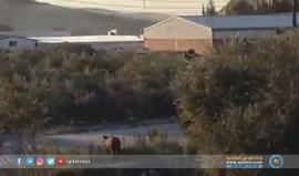 #شاهد | انتشار الخنازير البرية بين منازل الفلسطينيين في نابلس يثير المخاوف في ظل العجز عن مواجهة هذه الظاهرة. 
تقرير: سامر خويرة