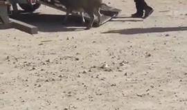 قوات الاحتلال الاسرائيلي تسرق عددا من التعاج في منطقة جبل المكبر بالقدس المحتلة بحجة اعاقة عملها .