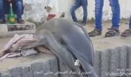 #شاهد صيادون يعثرون على دولفين ميت قرب شاطئ بحر دير البلح وسط قطاع غزة

تصوير: مثنى النجار