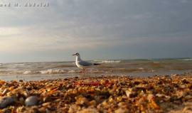 #شاهد| مشهد جمالي لطيور النورس على شاطئ بحر #غزة 
تصوير: أحمد عبد العال