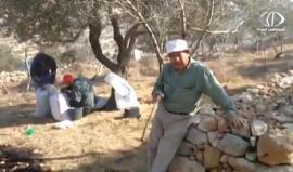 موسم قطف الزيتون... متنفس يستغله أهالي بيتونيا لزيارة أراضيهم خلف جدار الفصل العنصري
تقرير: جهاد بركات