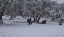 #شاهد تساقط الثلوج بكثافة في بلدة التمانعة بريف ادلب