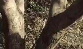 شاهد الأضرار التي حصلت في مستوطنة حلميش غربي رام الله، بسبب الحرائق التي اندلعت فيها.