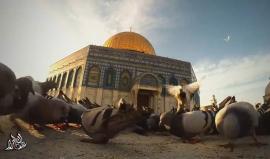 كليب - #زهرة_المدائن 
أداء: عبد الله الجزار