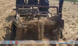 #شاهد | رحلة محصول البطاطا في قطاع غزة من زراعة الحبوب حتى الوصول للأسواق.