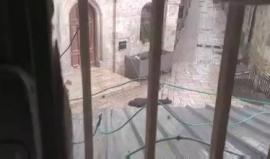 فيديو من مكان اطلاق النار على شاب فلسطيني في شارع الواد بالبلدة القديمة بالقدس المحتلة بعد تنفيذه عملية طعن أصيب فيها 3 من عناصر شرطة الاحتلال