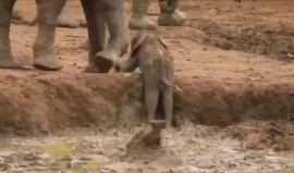 فيلة شجاعة تحاول إنقاذ صغيرها بعد أن علق داخل حفرة طين 
المصدر: Wild Wings Safaris