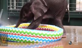 هل شاهدت فيل صغير يلهو في المياه؟ 

هذا الفيل يبلغ من العمر شهرين فقط الفيديو صور في حديقة حيوانات بـ دالاس الأمريكية