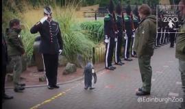 في النرويج الرتب العسكرية ليست محصورة بالبشر .. "بطريق برتبة عميد" #شاهد